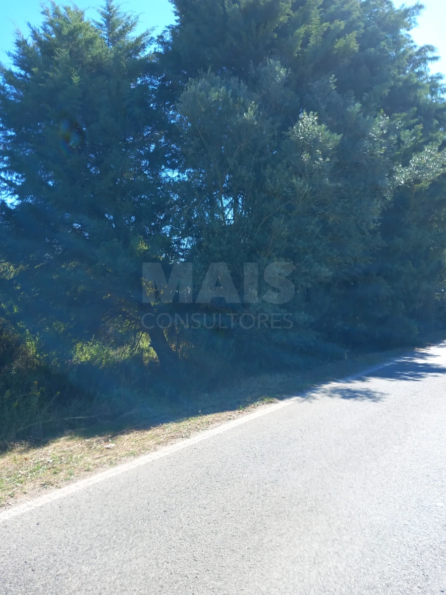 Terreno para Venda em Olaia e Paço Foto 4