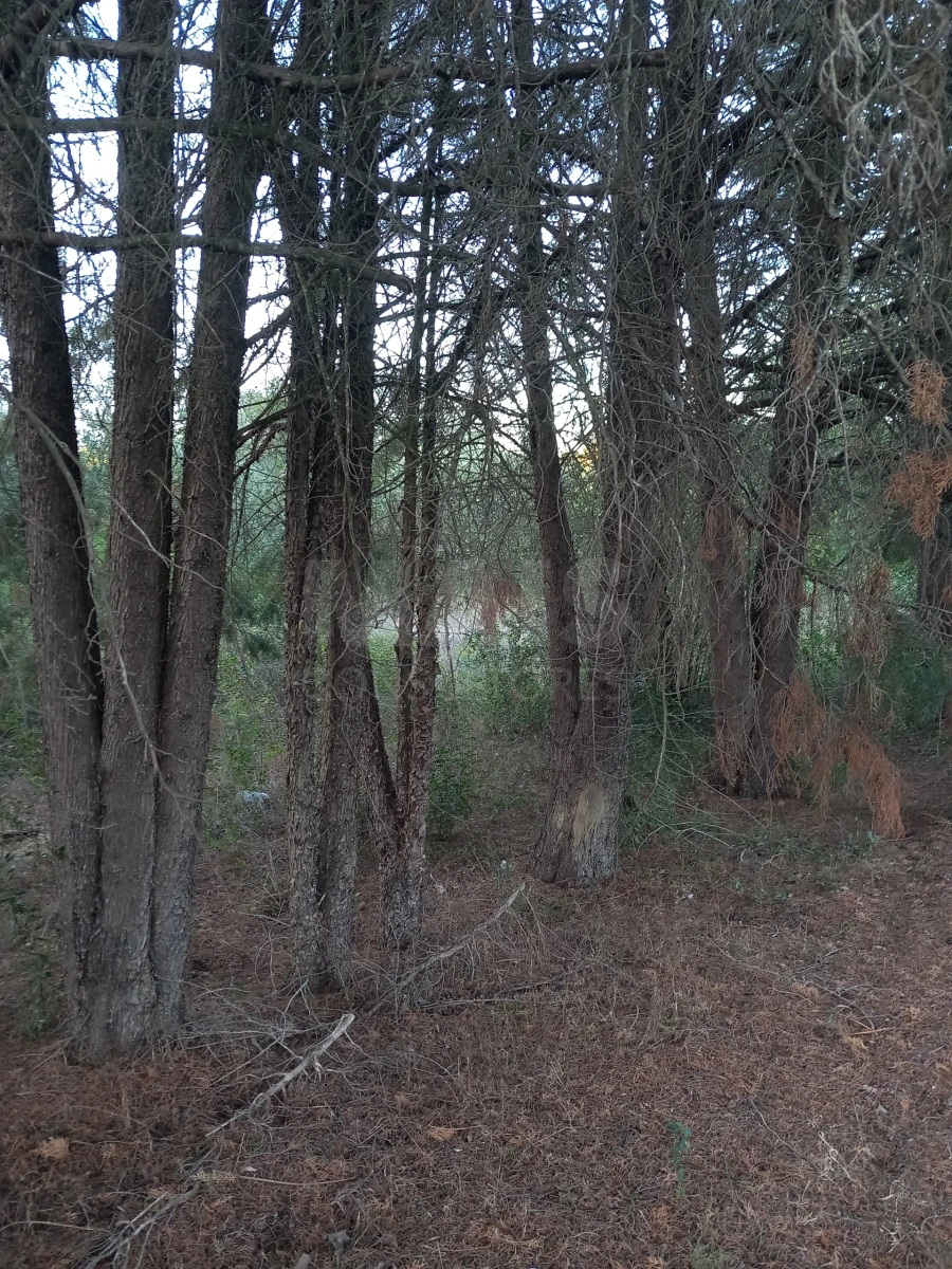 Terreno para Venda em Olaia e Paço