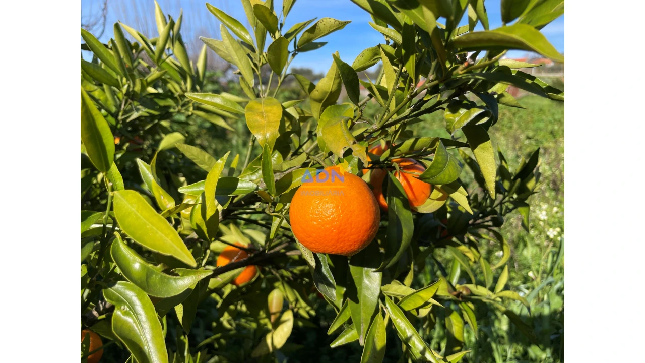Quinta para Venda em Penha Garcia Foto 14