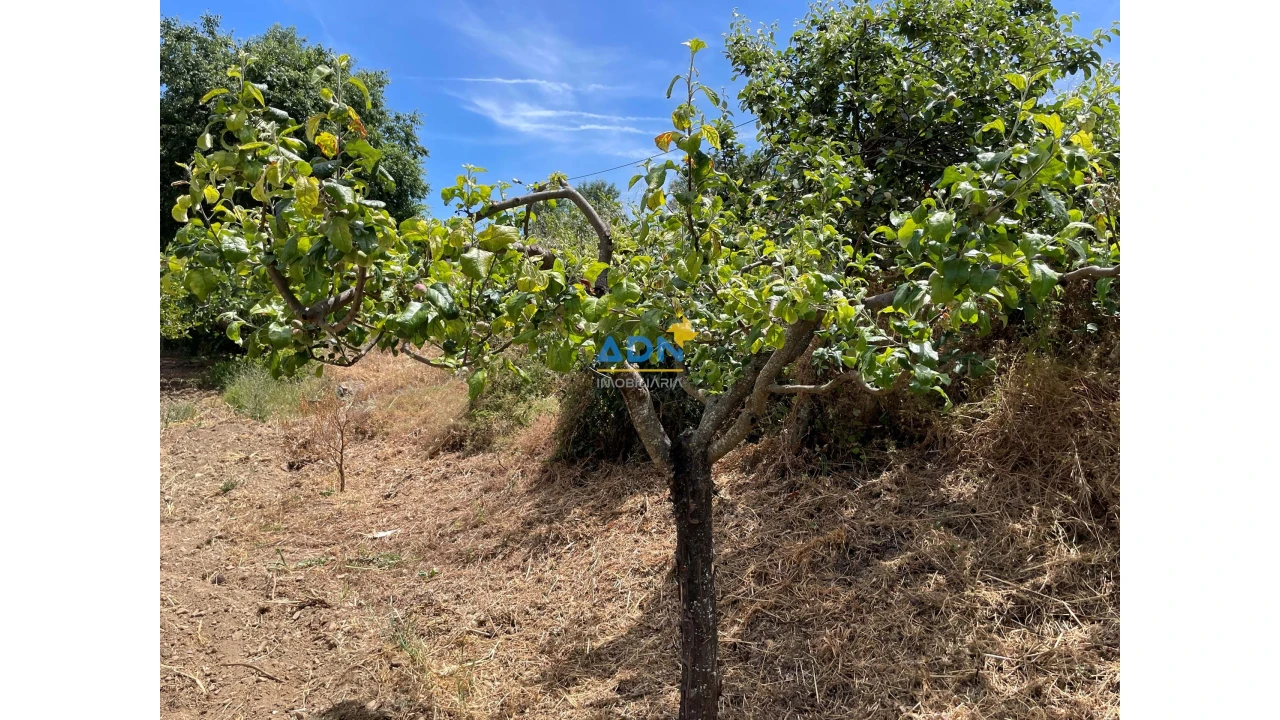 Quinta para Venda em Penha Garcia Foto 21