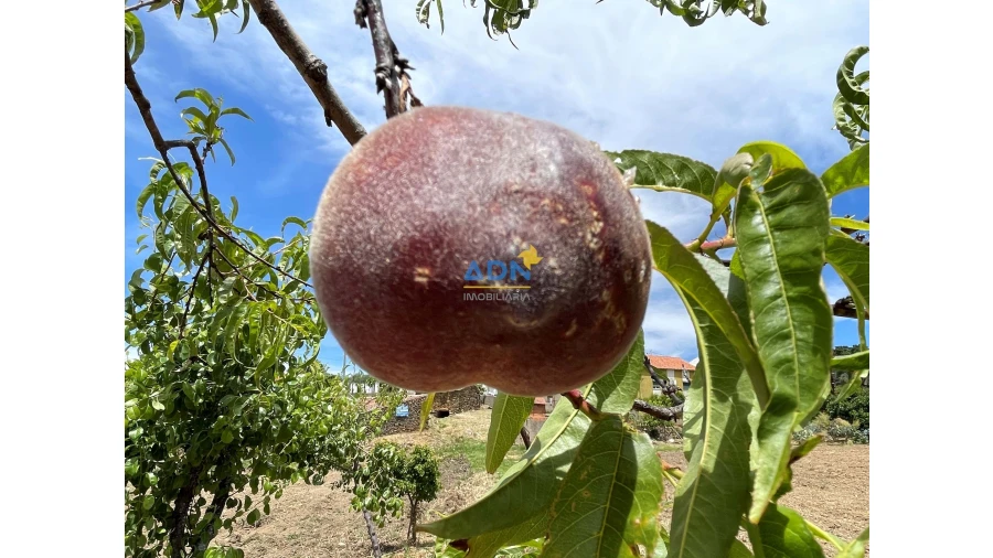 Quinta para Venda em Penha Garcia Foto 18