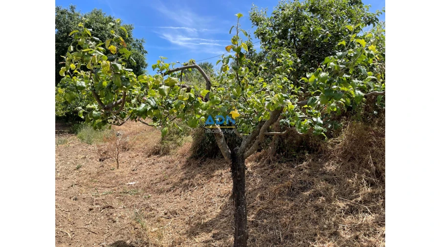 Quinta para Venda em Penha Garcia Foto 21