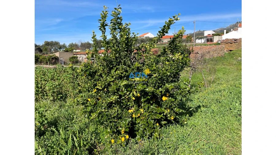 Quinta para Venda em Penha Garcia Foto 11