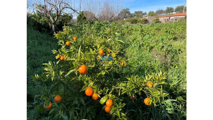 Quinta para Venda em Penha Garcia Foto 13