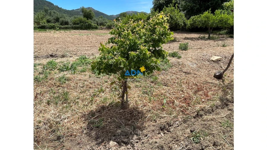 Quinta para Venda em Penha Garcia Foto 16