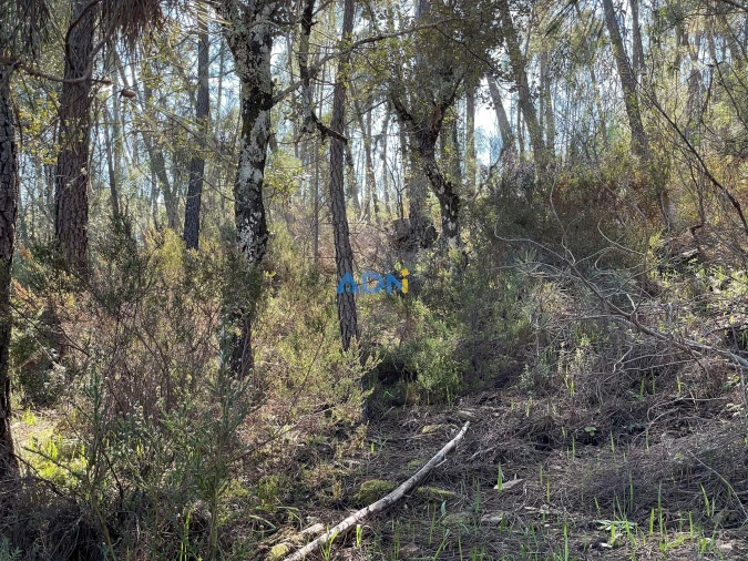 Terreno para Venda em Santo Andre das Tojeiras Foto 11