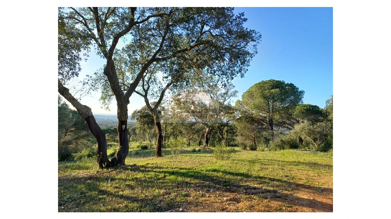 Terreno Agricola ou Rústico para Venda em Melides Foto 3