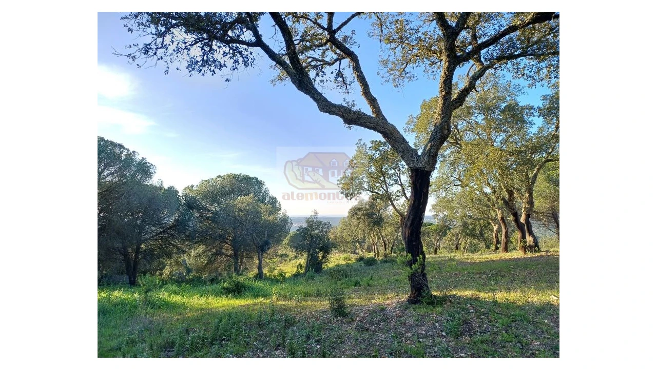 Terreno Agricola ou Rústico para Venda em Melides Foto 4