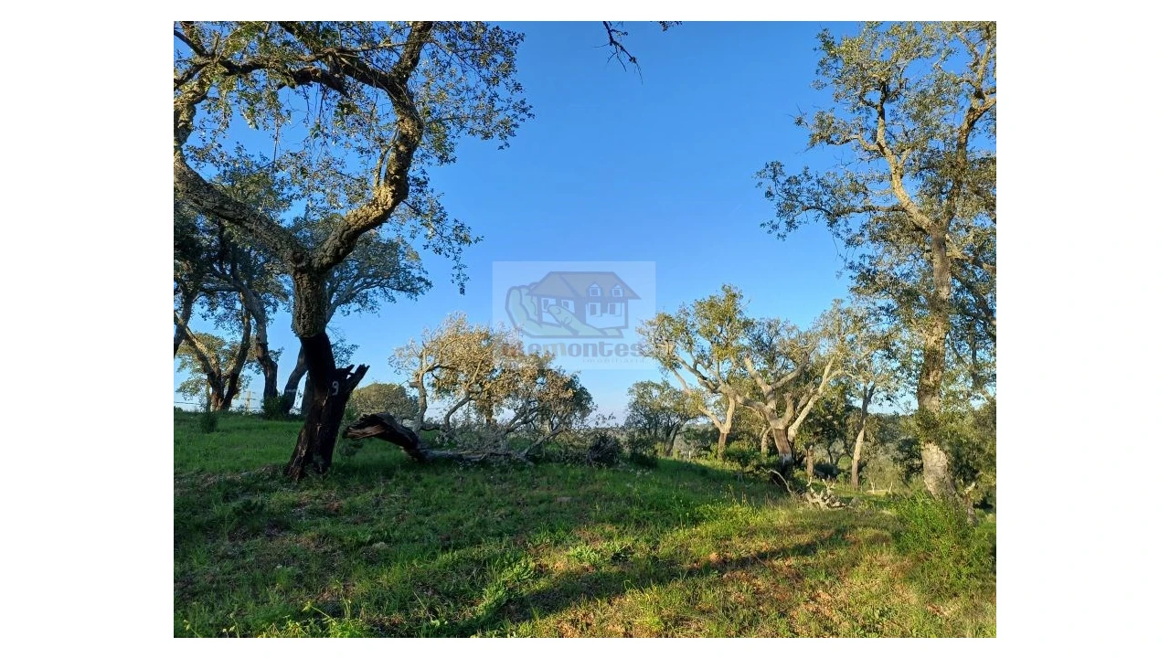 Terreno Agricola ou Rústico para Venda em Melides Foto 6