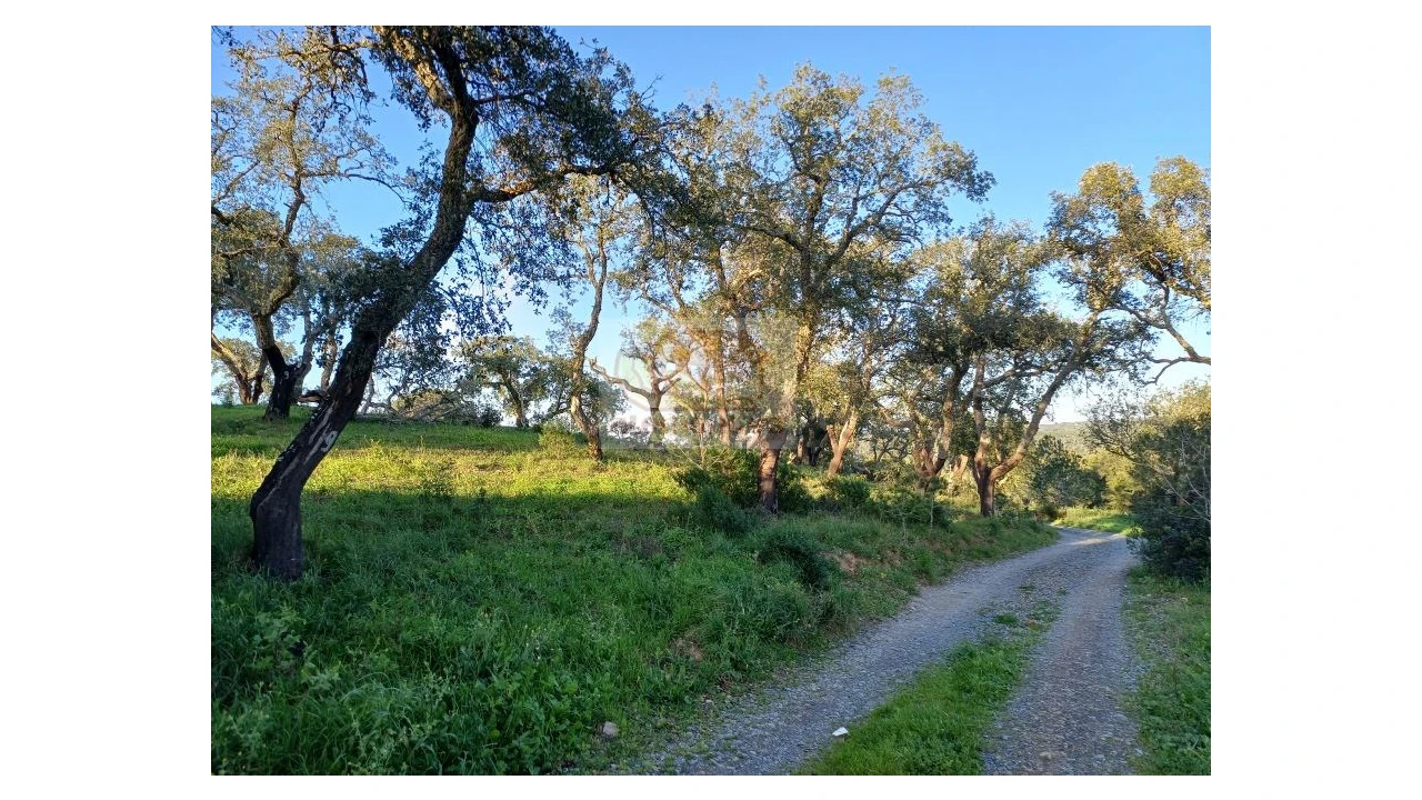 Terreno Agricola ou Rústico para Venda em Melides Foto 11