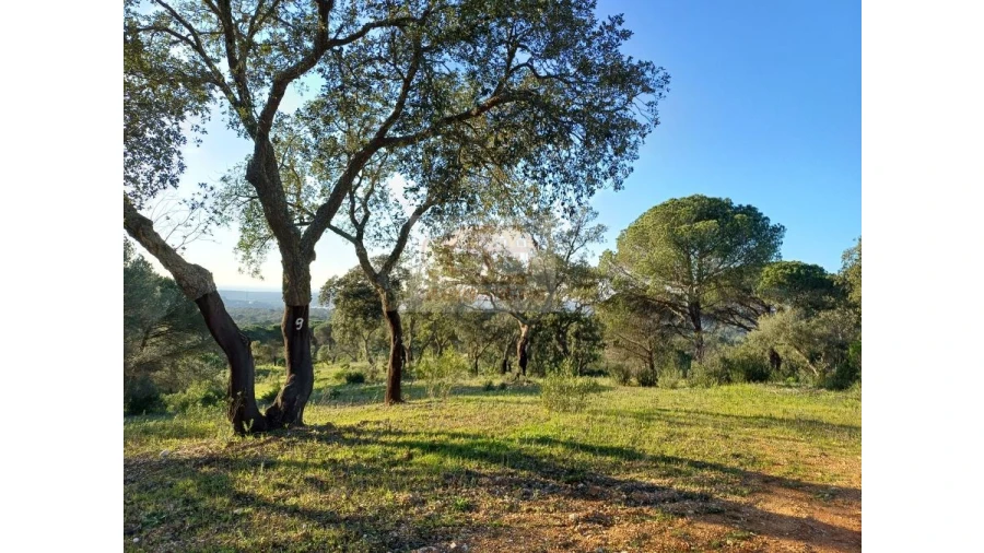 Terreno Agricola ou Rústico para Venda em Melides Foto 3