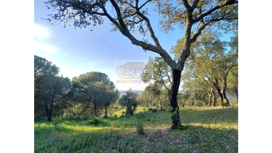Terreno Agricola ou Rústico para Venda em Melides Foto 4