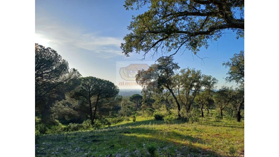 Terreno Agricola ou Rústico para Venda em Melides Foto 8