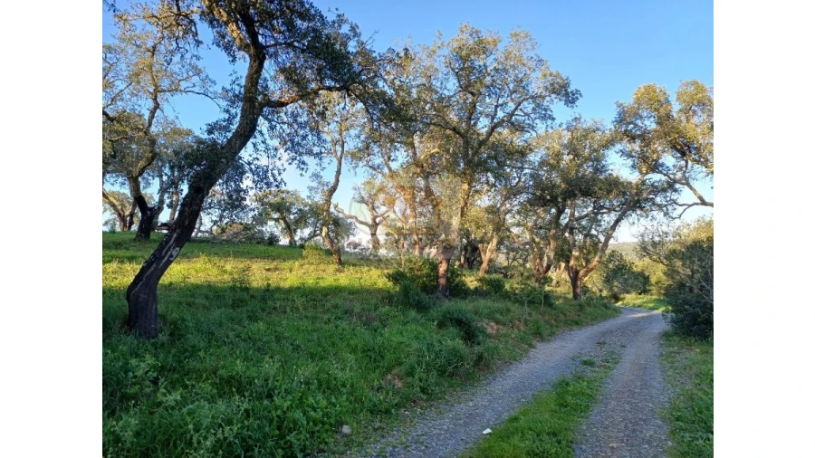 Terreno Agricola ou Rústico para Venda em Melides Foto 11