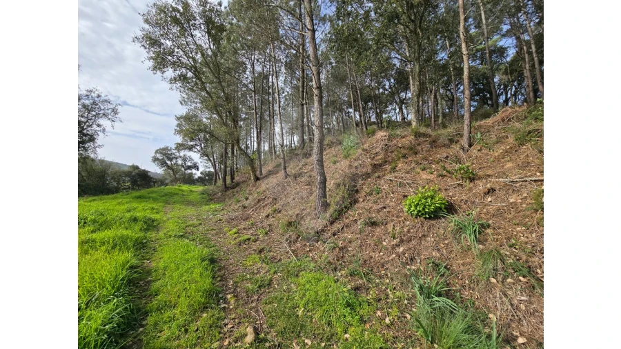 Terreno para Venda em Milharado Foto 8