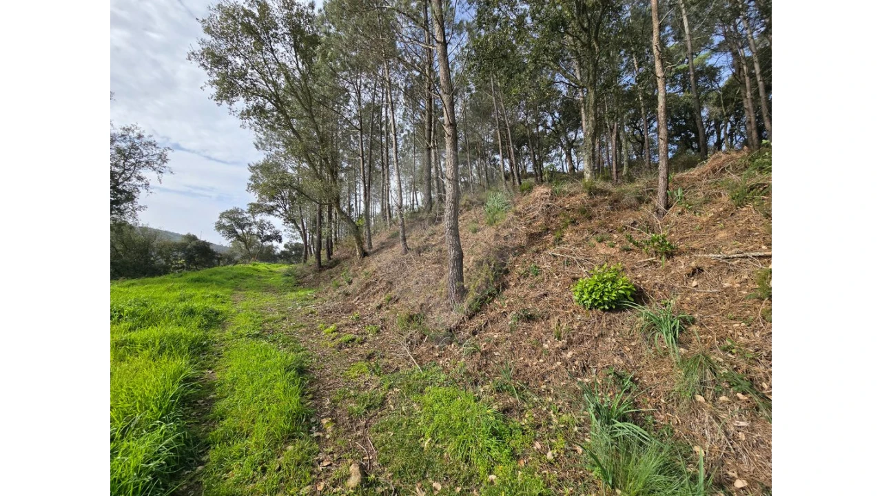 Terreno para Venda em Milharado Foto 8