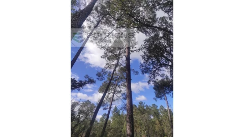 Terreno Agricola ou Rústico para Venda em Castelo Branco