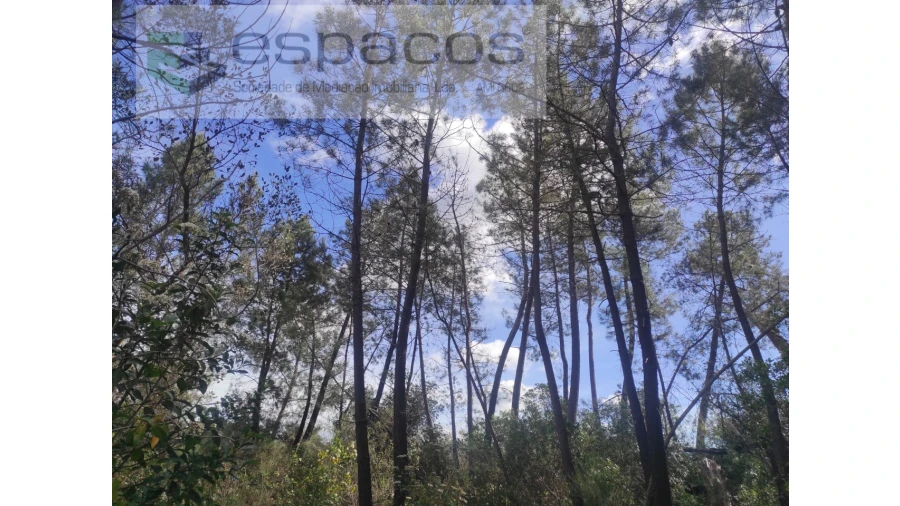 Terreno Agricola ou Rústico para Venda em Castelo Branco Foto 5