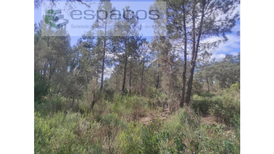 Terreno Agricola ou Rústico para Venda em Castelo Branco Foto 7