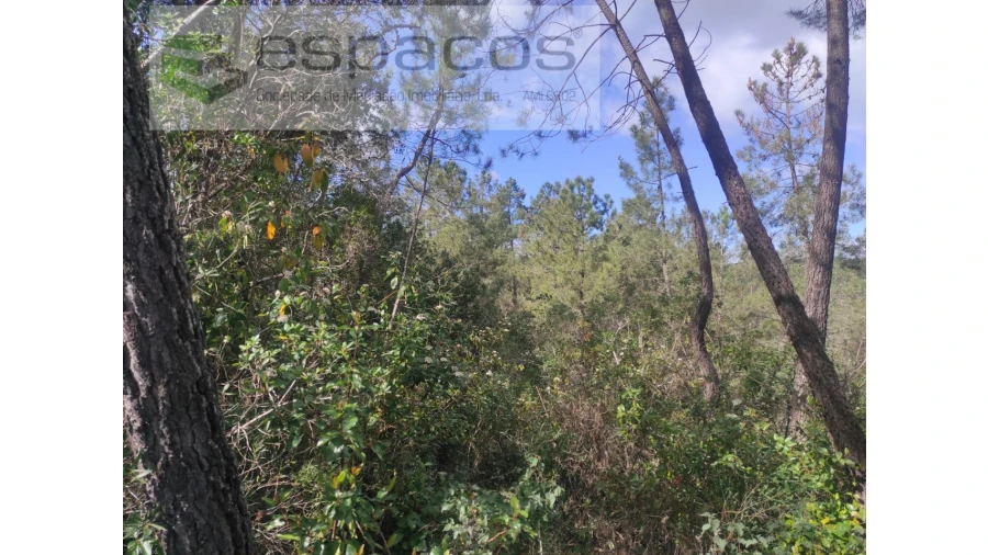 Terreno Agricola ou Rústico para Venda em Castelo Branco Foto 9