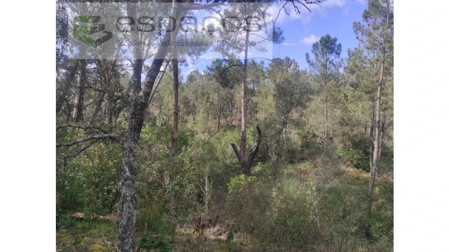 Terreno Agricola ou Rústico para Venda em Castelo Branco Foto 14