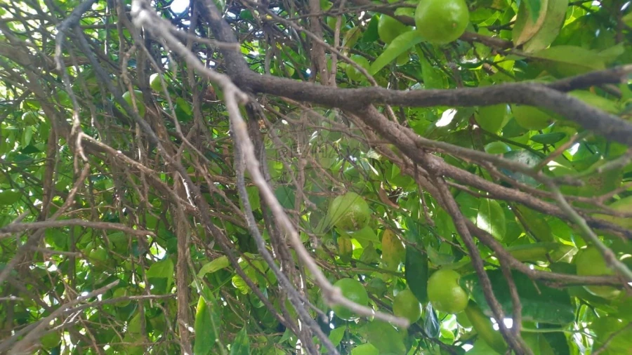 Moradia T4 para Venda em São Paio de Oleiros Foto 25