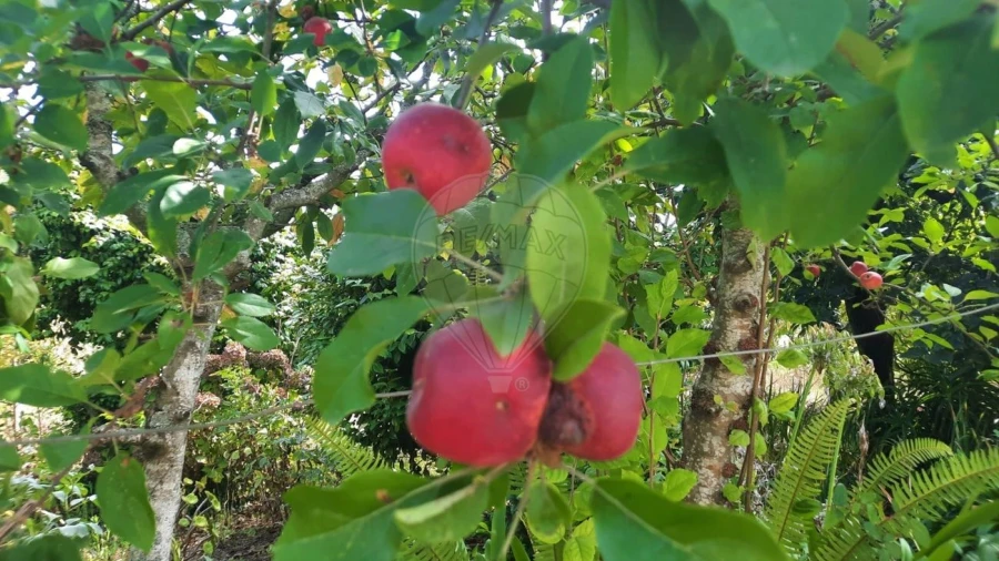 Moradia T4 para Venda em São Paio de Oleiros Foto 30