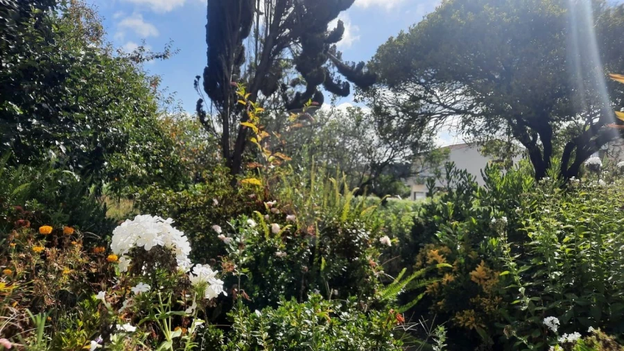 Moradia T4 para Venda em São Paio de Oleiros Foto 34