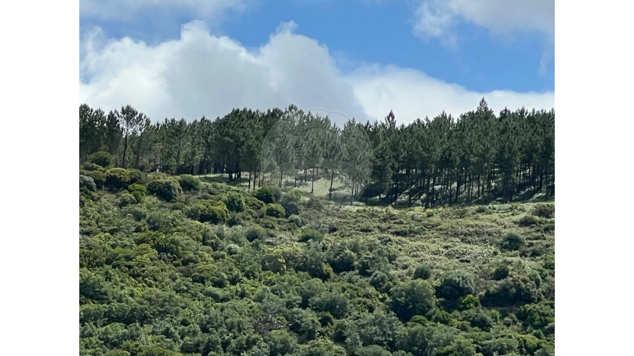 Terreno para Venda em Arruda dos Vinhos Foto 6