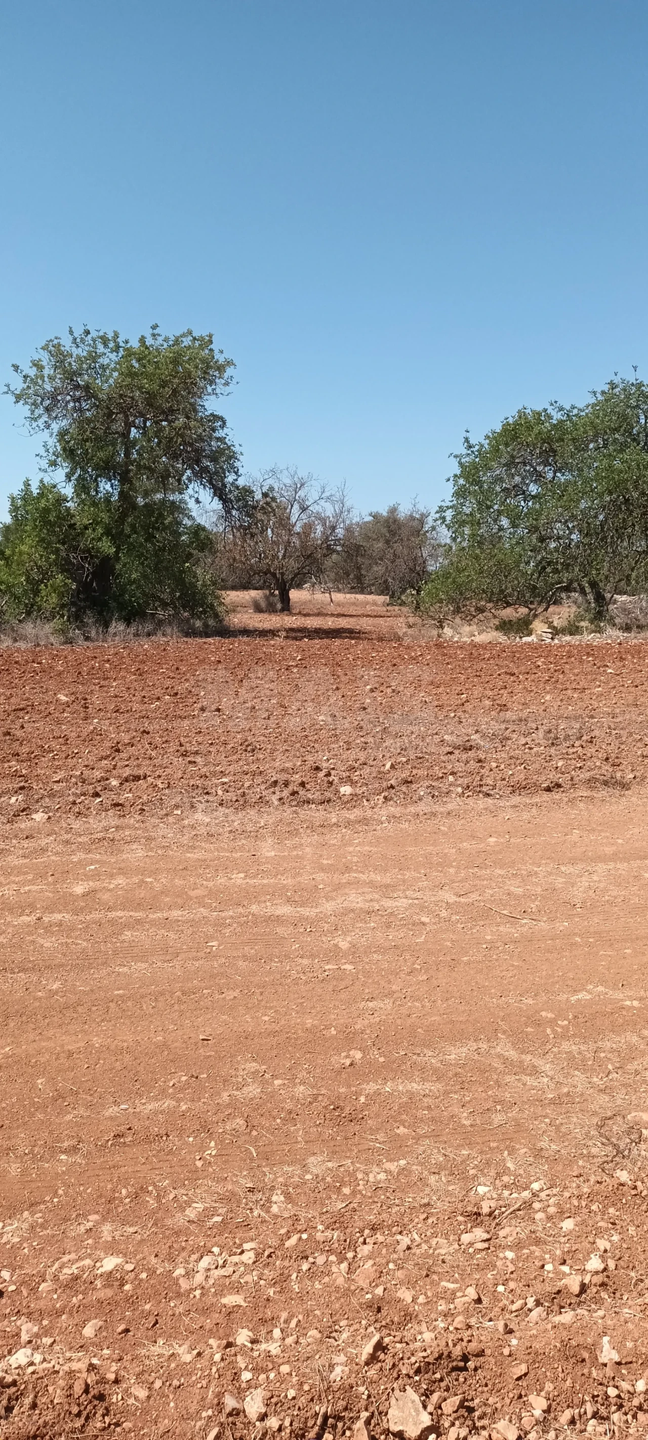 Terreno para Venda em Ferreiras Foto 5