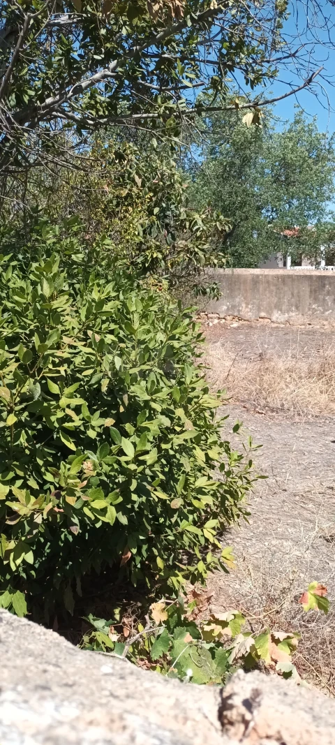 Terreno para Venda em Ferreiras