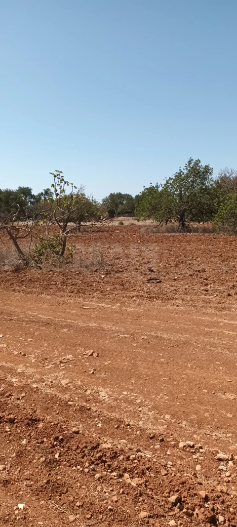 Terreno para Venda em Ferreiras
