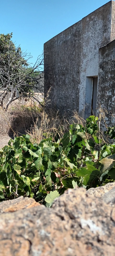Terreno para Venda em Ferreiras