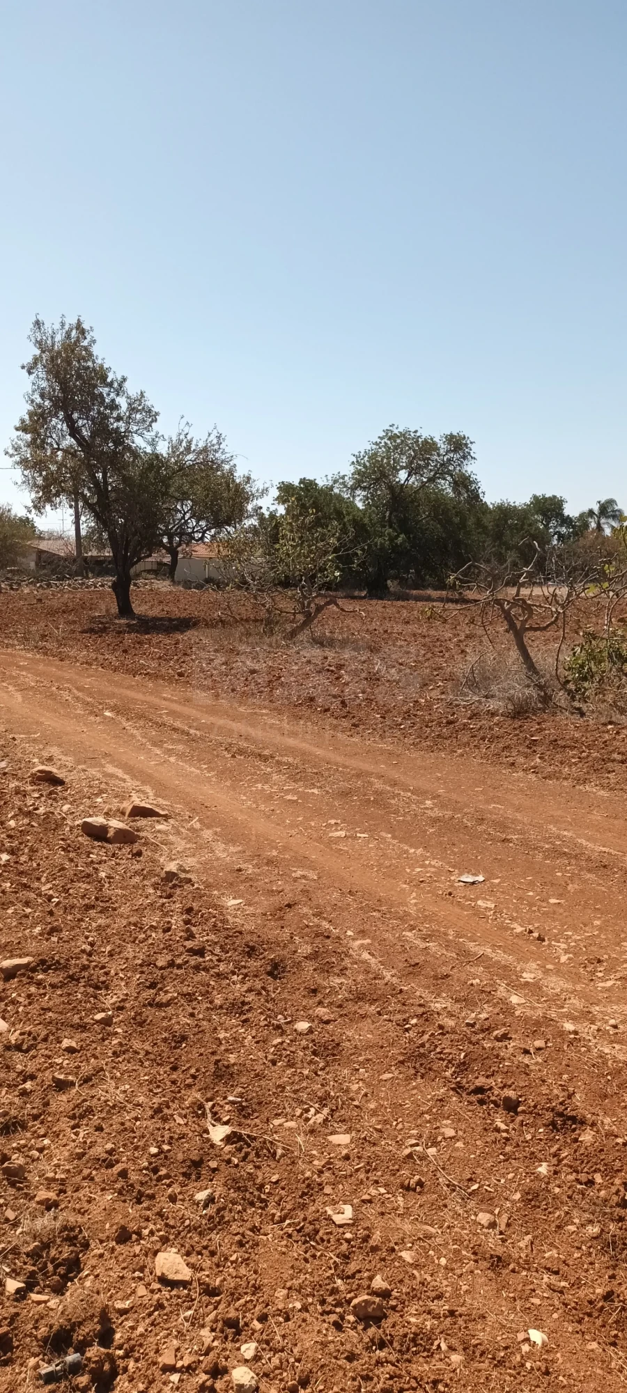 Terreno para Venda em Ferreiras Foto 3