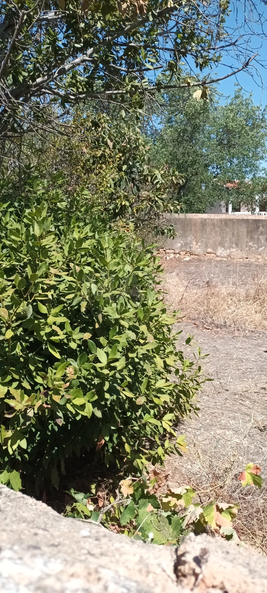 Terreno para Venda em Ferreiras Foto 7