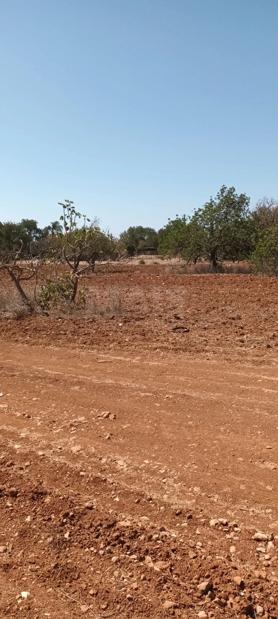 Terreno para Venda em Ferreiras Foto 4