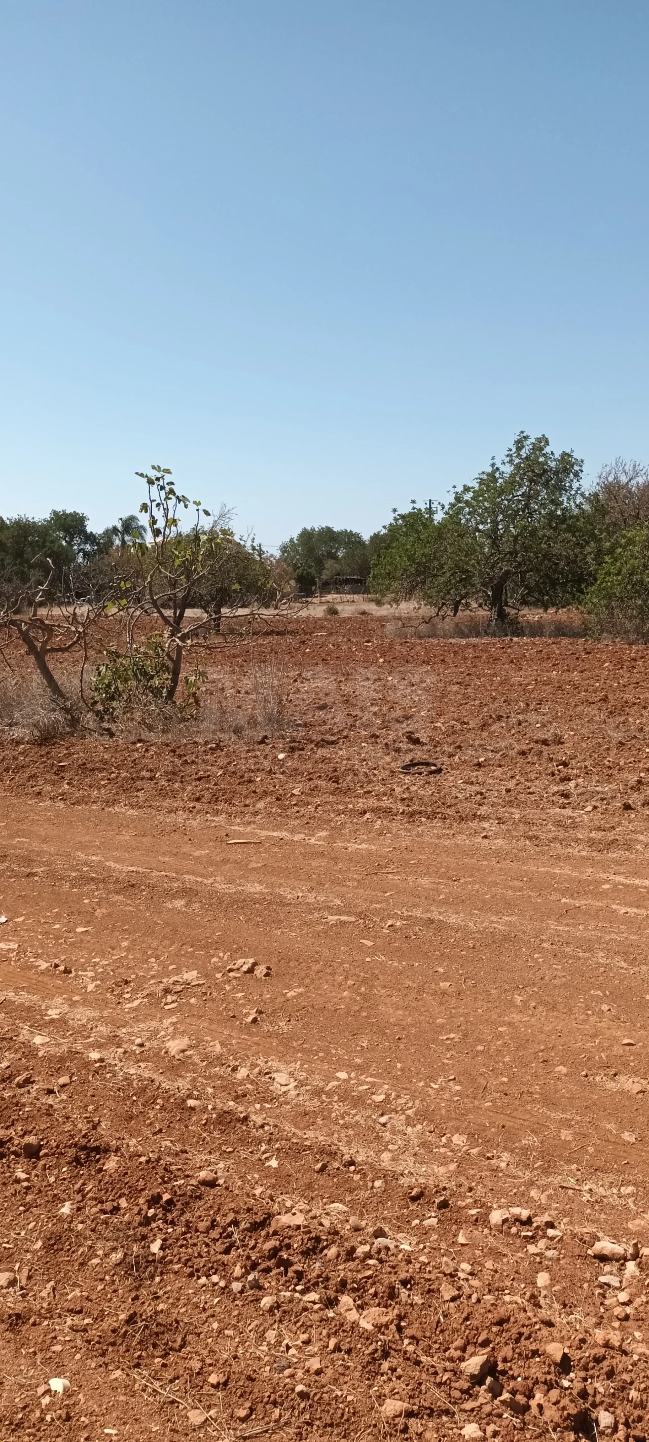 Terreno para Venda em Ferreiras Foto 4