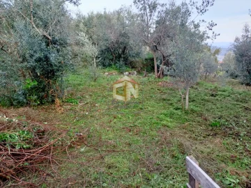 Terreno para Venda em Belmonte e Colmeal da Torre