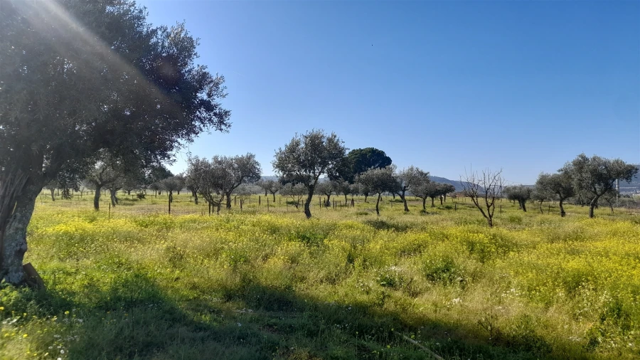 Quinta T0 para Venda em Vila Velha de Rodão Foto 10