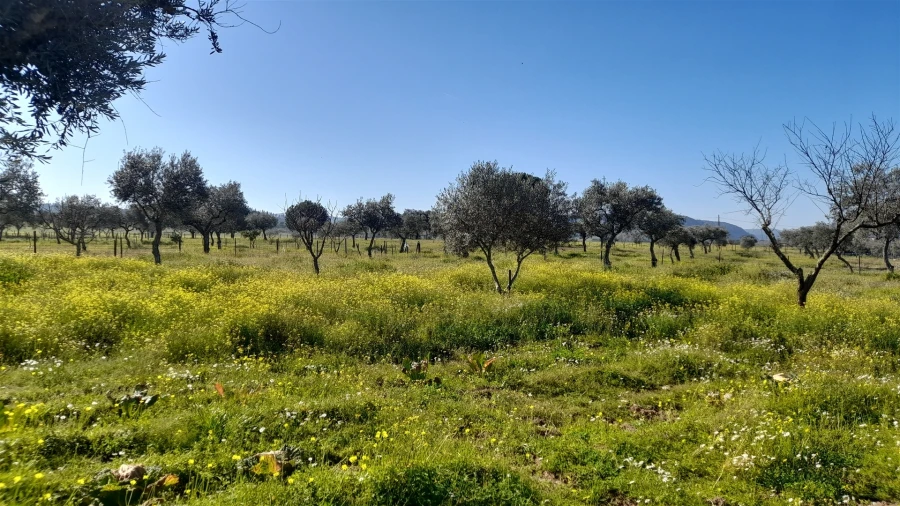 Quinta T0 para Venda em Vila Velha de Rodão Foto 9