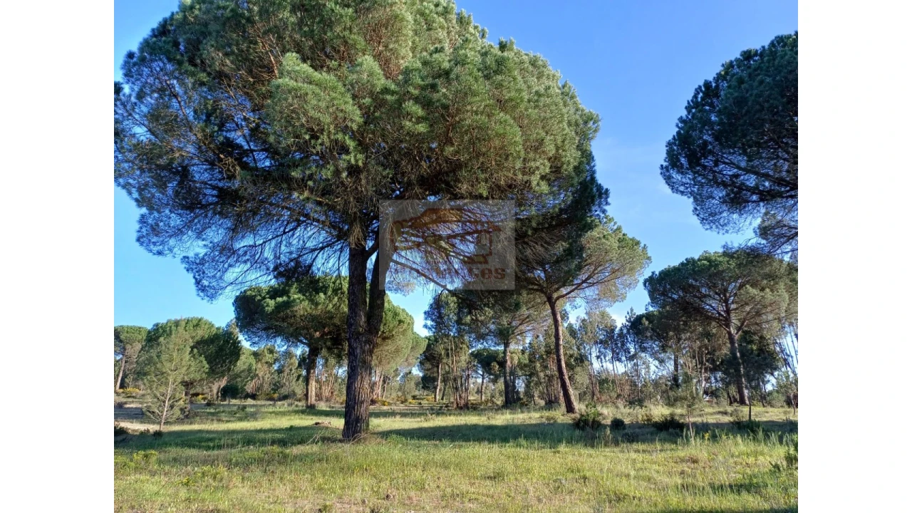 Terreno Agricola ou Rústico para Venda em Grândola e Santa Margarida da Serra Foto 3