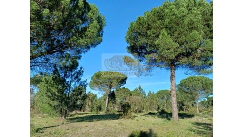 Terreno Agricola ou Rústico para Venda em Grândola e Santa Margarida da Serra