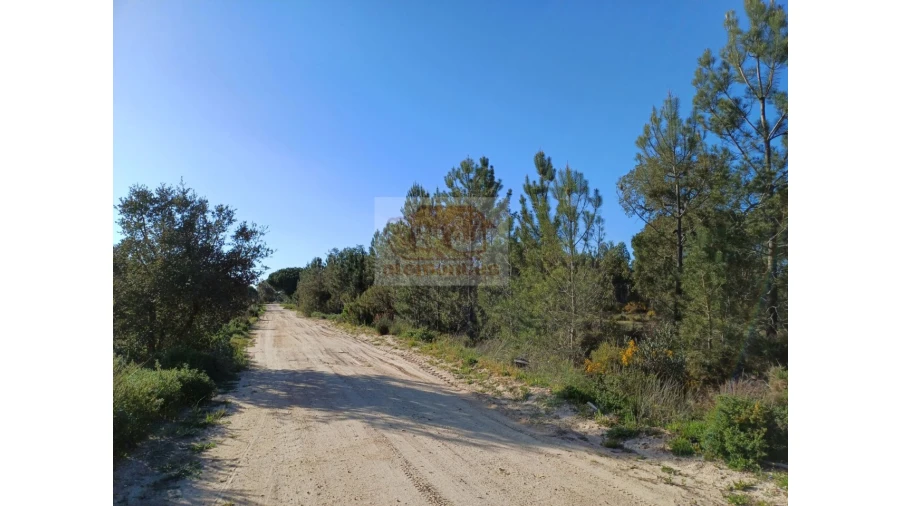 Terreno Agricola ou Rústico para Venda em Grândola e Santa Margarida da Serra Foto 5