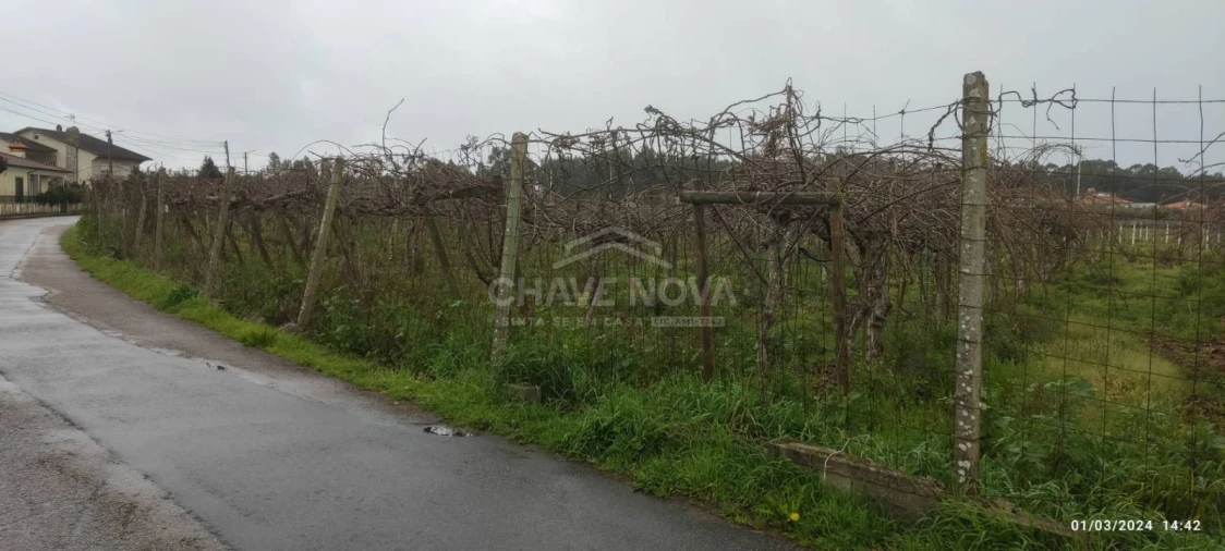 Terreno Misto para Venda em Oiã Foto 4