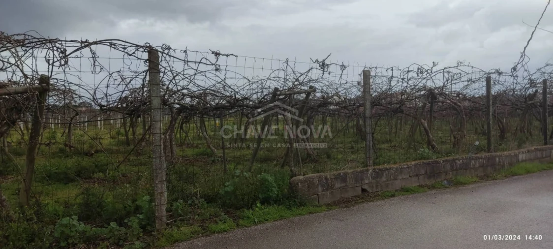 Terreno Misto para Venda em Oiã Foto 10