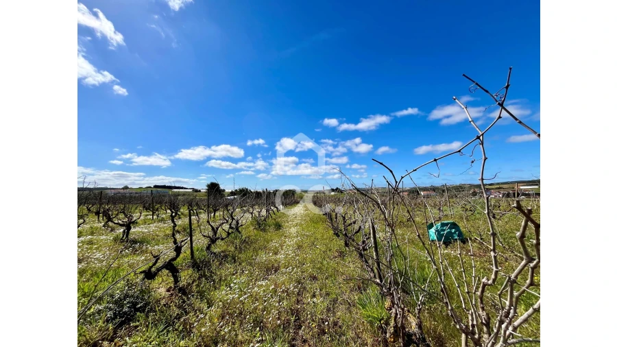 Terreno para Venda em Moita dos Ferreiros Foto 10
