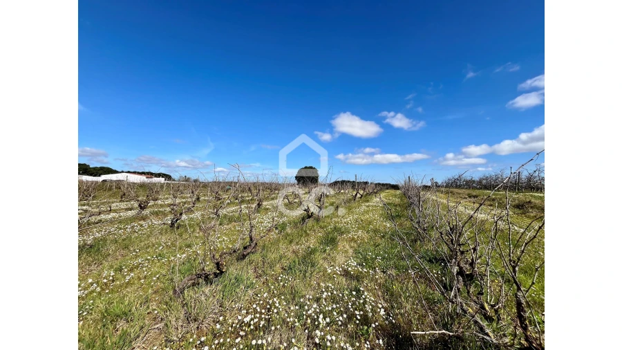 Terreno para Venda em Moita dos Ferreiros Foto 6