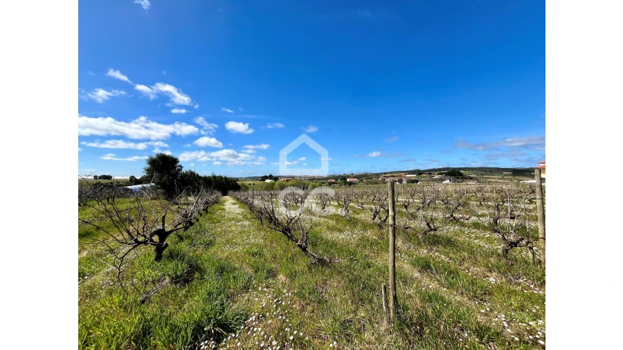 Terreno para Venda em Moita dos Ferreiros Foto 5