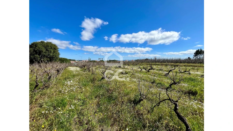 Terreno para Venda em Moita dos Ferreiros Foto 11