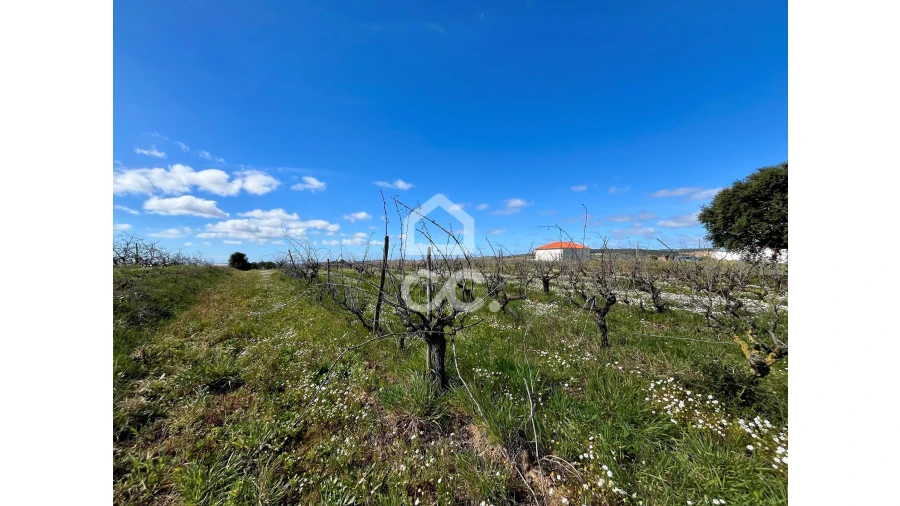 Terreno para Venda em Moita dos Ferreiros Foto 8